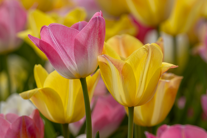 Biophilic;Bloom;Blossom;Blossoms;Botanical;Botanicals;Calm;Close-up;Concepts;Cool Colors;Cool Palette;Cool Tones;Flora;Floral;Flower;Floweret;Flowering;Flowers;Flowers & Plants;Green;Greens;Healing;Health care;Healthcare;Macro;Minimalism;Nature;Oneness;Pastoral;Petal;Pink;Sunlight;Sunshine;Yellow;biophilic design;biophilic interior design;bloom;color;flora;floral;flower;peaceful;plants;restful;serene;soothing;sunlit;tranquil;tulip;zen