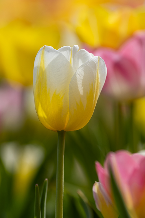 Biophilic;Bloom;Blossom;Blossoms;Botanical;Calm;Close-up;Concepts;Cool Colors;Cool Palette;Cool Tones;Flora;Floral;Flower;Floweret;Flowering;Flowers;Flowers & Plants;Green;Greens;Healing;Health care;Healthcare;Macro;Minimalism;Nature;Oneness;Pastoral;Petal;Pink;Sunlight;Sunshine;Yellow;biophilic design;biophilic interior design;bloom;color;flora;floral;flower;peaceful;plants;restful;serene;soothing;sunlit;tranquil;tulip;zen