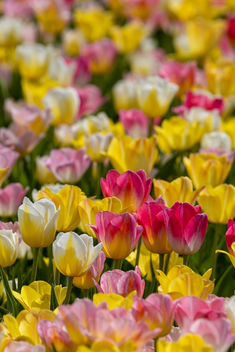 Biophilic;Bloom;Blossom;Blossoms;Botanical;Calm;Close-up;Concepts;Cool Colors;Cool Palette;Cool Tones;Flora;Floral;Flower;Floweret;Flowering;Flowers;Flowers & Plants;Green;Greens;Healing;Health care;Healthcare;Macro;Minimalism;Nature;Oneness;Pastoral;Petal;Pink;Sunlight;Sunshine;Yellow;biophilic design;biophilic interior design;bloom;color;flora;floral;flower;peaceful;plants;restful;serene;soothing;sunlit;tranquil;tulip;zen