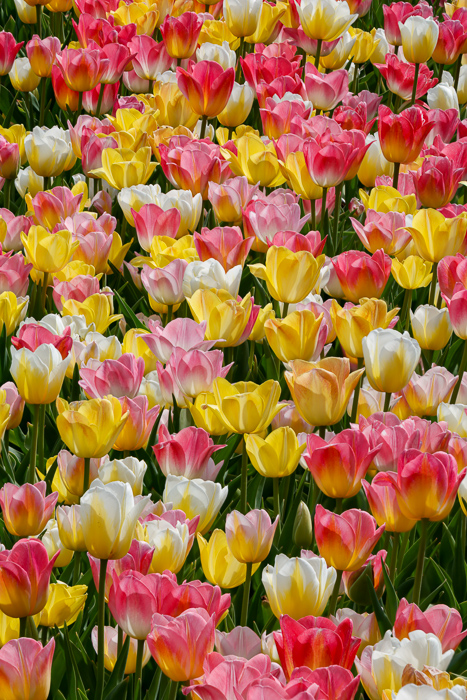 Biophilic;Bloom;Blossom;Blossoms;Botanical;Calm;Close-up;Concepts;Cool Colors;Cool Palette;Cool Tones;Flora;Floral;Flower;Floweret;Flowering;Flowers;Flowers & Plants;Green;Greens;Healing;Health care;Healthcare;Macro;Minimalism;Nature;Oneness;Pastoral;Petal;Pink;Sunlight;Sunshine;Yellow;biophilic design;biophilic interior design;bloom;color;flora;floral;flower;peaceful;plants;restful;serene;soothing;sunlit;tranquil;tulip;zen