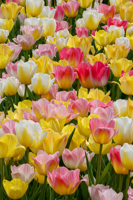 Biophilic;Bloom;Blossom;Blossoms;Botanical;Calm;Close-up;Concepts;Flora;Floral;Flower;Floweret;Flowering;Flowers;Flowers & Plants;Healing;Health care;Healthcare;Macro;Minimalism;Nature;Oneness;Pastoral;Petal;Sunlight;Sunshine;biophilic design;biophilic interior design;bloom;flora;floral;flower;peaceful;plants;restful;serene;soothing;sunlit;tranquil;tulip;zen