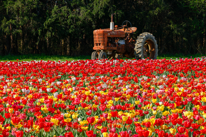 Agricultural;Agriculture;Biophilic;Bloom;Blossom;Blossoms;Botanical;Botanicals;Calm;Concepts;Cool Colors;Cool Palette;Cool Tones;Farm;Farming;Flora;Floral;Flower;Floweret;Flowering;Flowers;Flowers & Plants;Green;Greens;Healing;Health care;Healthcare;Minimalism;Nature;Oneness;Pastoral;Pink;Plant;Purple;Sunlight;Sunshine;Violet;Yellow;biophilic design;biophilic interior design;bloom;color;field;flora;floral;flower;landscape;peaceful;plants;restful;serene;soothing;sunlit;tractor;tranquil;tulip;zen