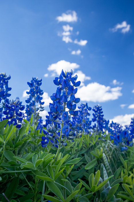 Biophilic;Bloom;Blossom;Blossoms;Blue;Calm;Close-up;Cloud;Cloud Formation;Clouds;Concepts;Cool Colors;Cool Palette;Cool Tones;Flora;Floral;Flower;Floweret;Flowering;Flowers;Flowers & Plants;Green;Greens;Healing;Health care;Healthcare;Looking up;Macro;Nature;Oneness;Pastoral;Sunlight;Sunshine;Texas;United States;Wildflower;biophilic design;biophilic interior design;bloom;color;field;flora;floral;flower;peaceful;plants;restful;serene;sky;soothing;sunlit;tranquil;zen