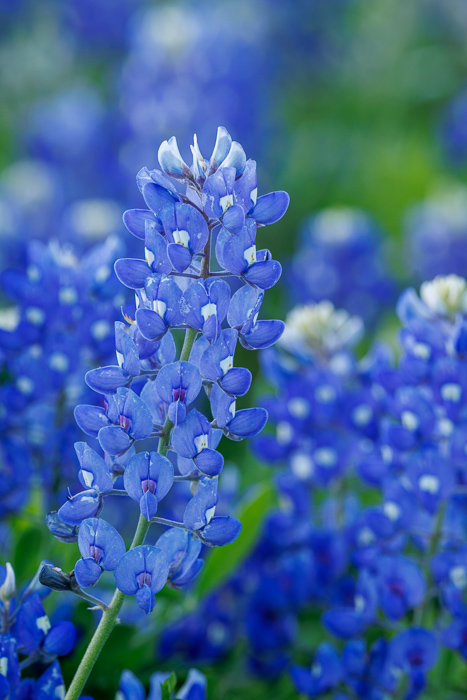 Biophilic;Bloom;Blossom;Blossoms;Blue;Calm;Close-up;Concepts;Cool Colors;Cool Palette;Cool Tones;Flora;Floral;Flower;Floweret;Flowering;Flowers;Flowers & Plants;Green;Greens;Healing;Health care;Healthcare;Looking up;Macro;Nature;Oneness;Pastoral;Texas;United States;Wildflower;biophilic design;biophilic interior design;bloom;color;field;flora;floral;flower;peaceful;plants;restful;serene;soothing;tranquil;zen