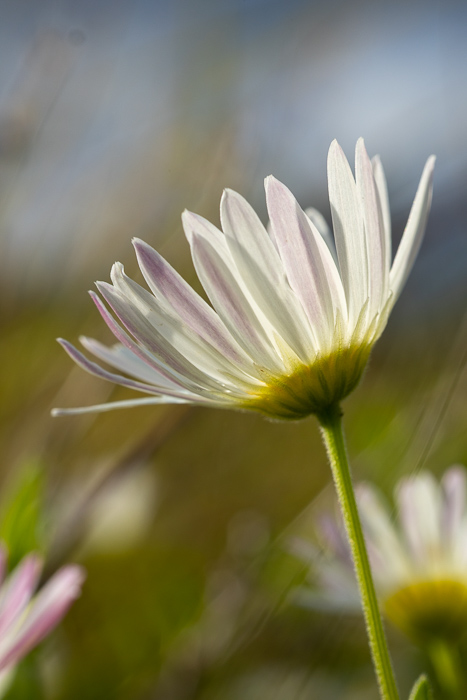 Biophilic;Blossom;Blossoms;Calm;Concepts;Cool Colors;Cool Palette;Cool Tones;Floral;Floweret;Flowering;Flowers;Flowers & Plants;Green;Greens;Healing;Health care;Healthcare;Looking up;Macro;Minimalism;Nature;Oneness;Pastoral;Sunlight;Sunshine;Texas;United States;Yellow;biophilic interior design;bloom;calming;color;flora;floral;flower;peaceful;plants;restful;restorative;serene;soothing;sunlit;tranquil;zen