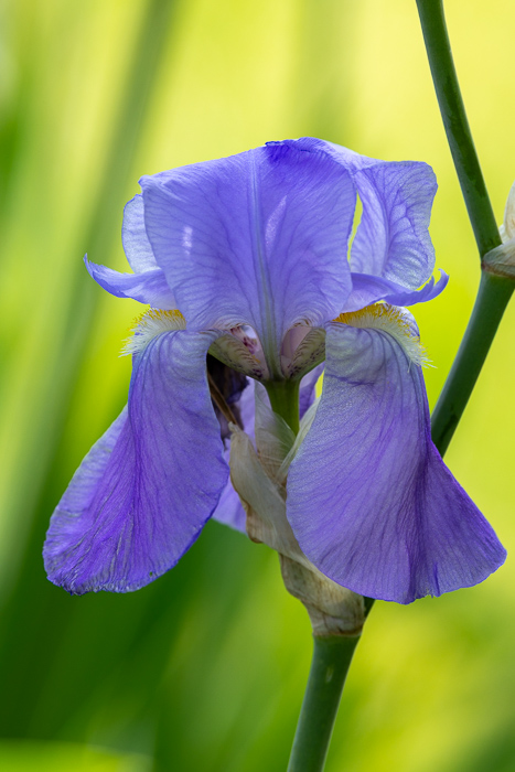 Biophilic;Bloom;Blossom;Blossoms;Botanical;Botanicals;Calm;Close-up;Concepts;Cool Colors;Cool Palette;Cool Tones;Flora;Floral;Flower;Floweret;Flowering;Flowers;Flowers & Plants;Green;Greens;Healing;Health care;Healthcare;Macro;Minimalism;Nature;Oneness;Petal;Plant;Purple;Sunlight;Sunshine;Violet;biophilic design;biophilic interior design;bloom;color;flora;floral;flower;iris;peaceful;plants;purple;restful;serene;soothing;sunlit;tranquil;violet