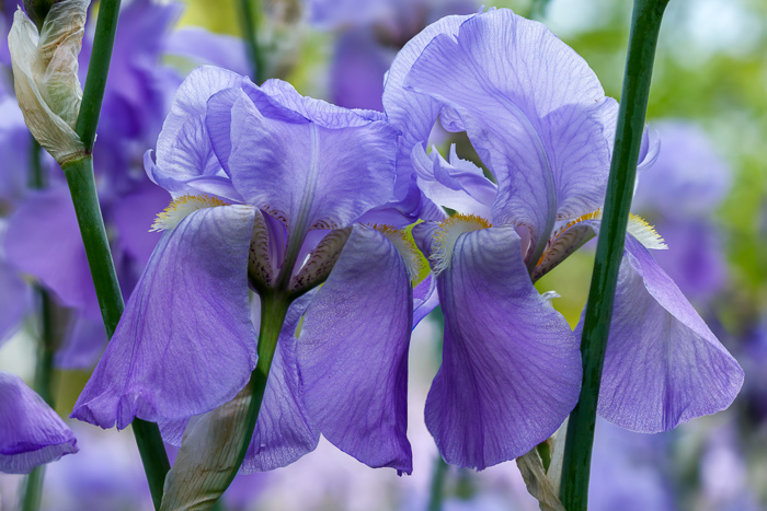 Biophilic;Bloom;Blossom;Blossoms;Botanical;Botanicals;Calm;Close-up;Concepts;Cool Colors;Cool Palette;Cool Tones;Flora;Floral;Flower;Floweret;Flowering;Flowers;Flowers & Plants;Green;Greens;Healing;Health care;Healthcare;Macro;Minimalism;Nature;Oneness;Petal;Plant;Purple;Sunlight;Sunshine;Violet;biophilic design;biophilic interior design;bloom;color;flora;floral;flower;iris;peaceful;plants;purple;restful;serene;soothing;sunlit;tranquil;violet