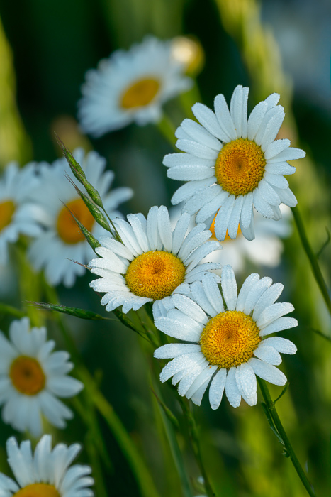 Biophilic;Bloom;Blossom;Blossoms;Calm;Close-up;Concepts;Daisies;Dew;Droplets;Drops;Flora;Floral;Flower;Floweret;Flowering;Flowers;Flowers & Plants;Healing;Health care;Healthcare;Looking up;Macro;Nature;Oneness;Pastoral;Petal;Sunlight;Sunshine;Water;Water Drops;Wildflower;bloom;daisy;dew drops;dewdrop;dewy;drop;flora;floral;flower;peaceful;plants;restful;serene;soothing;sunlit;tranquil;zen