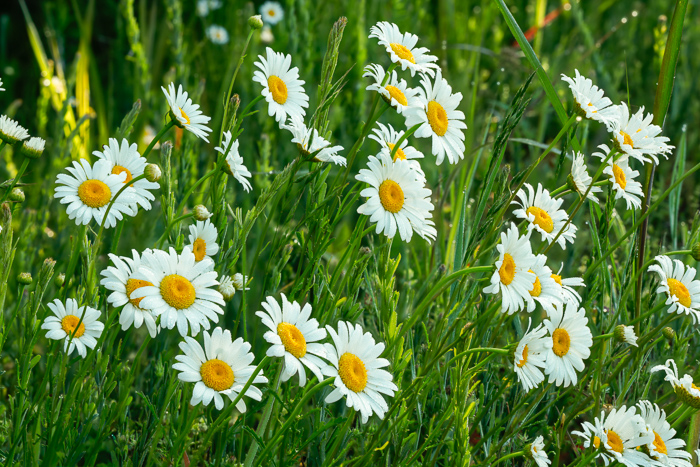 Beauty;Biophilic;Bloom;Blossom;Calm;Concepts;Dew;Flora;Floral;Flowers;Healing;Health care;Healthcare;Macro;Nature;Oneness;Outdoor;Pastoral;Plant;Sunlight;White;Wild;biophilic design;botany;calming;closeup;countryside;daisies;daisy;field;fresh;garden;grass;green;happy;landscape;meadow;meadowland;morning dew;oxeye daisy;peaceful;petals;restful;restorative;rural;seasonal;serene;soothing;spring;summer;tranquil;wildflowers;yellow
