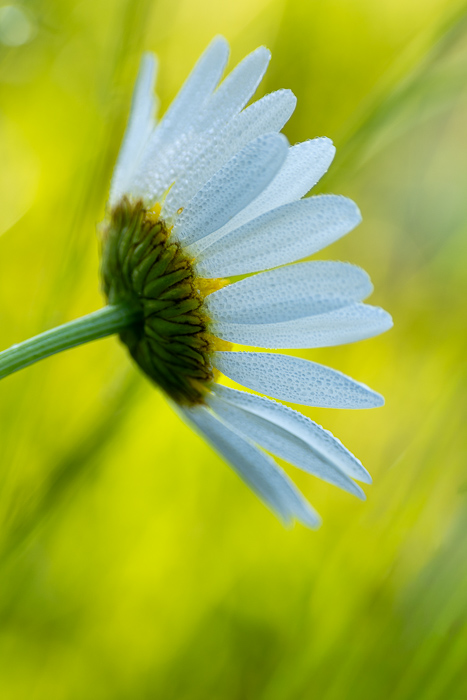 Biophilic;Bloom;Blossom;Botanical;Calm;Close-up;Concepts;Crisp;Detail;Dew;Drops;Floral;Healing;Health care;Healthcare;Macro;Natural;Nature;Oneness;Outdoor;Pastoral;Soft;Stem;Sunlight;White;biophilic design;bokeh;calming;countryside;daisy;delicate;flower;freshness;garden;green;macro photography;meadow;minimal;morn;morning;peaceful;petals;pollen;restful;restorative;seasonal;serene;soothing;spring;summer;texture;tranquil;wet;wildflower;yellow
