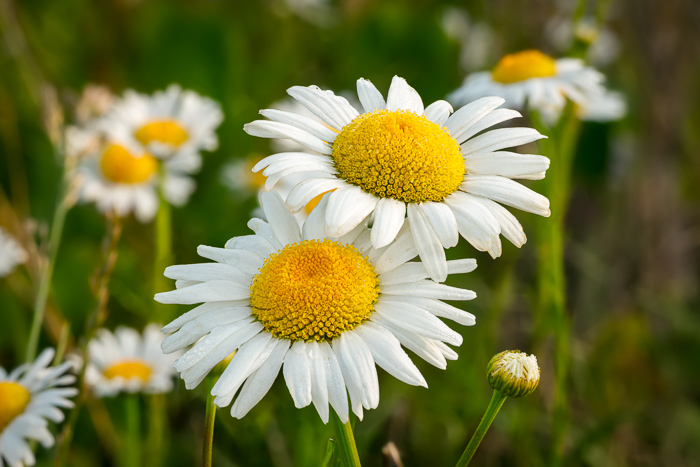 Biophilic;Bloom;Blossom;Blossoms;Botanical;Botanicals;Calm;Close-up;Concepts;Cool Colors;Cool Palette;Cool Tones;Daisies;Dew;Droplets;Drops;Flora;Floral;Flower;Floweret;Flowering;Flowers;Flowers & Plants;Green;Greens;Healing;Health care;Healthcare;Looking up;Macro;Nature;Oneness;Pastoral;Petal;Plant;Seasons;Springtime;Sun-up;Sunlight;Sunshine;Water Drops;Wildflower;Yellow;biophilic design;biophilic interior design;bloom;calming;color;daisy;dew drops;dewdrop;dewy;drop;flora;floral;flower;landscape;peaceful;plants;restful;restorative;serene;soothing;spring;sunlit;tranquil;zen