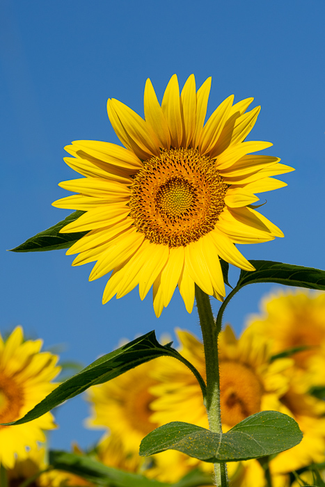 Biophilic;Bloom;Blossom;Blossoms;Blue;Botanical;Botanicals;Calm;Close-up;Concepts;Cool Colors;Cool Palette;Cool Tones;Flora;Floral;Flower;Floweret;Flowering;Flowers;Flowers & Plants;Green;Greens;Healing;Health care;Healthcare;Macro;Minimalism;Nature;Oneness;Pastoral;Petal;Sunflower;Sunlight;Sunshine;Wildflower;Yellow;bloom;calming;color;flora;floral;flower;peaceful;plants;restful;restorative;serene;sky;soothing;sunlit;tranquil