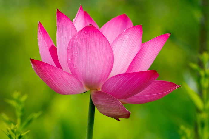 Beauty;Biophilic;Bloom;Blossom;Blossoms;Botanical;Botanicals;Calm;Close-up;Concepts;Flora;Floweret;Flowering;Flowers;Flowers & Plants;Healing;Health care;Healthcare;Macro;Meditation;Minimalism;Natural;Nature;North Carolina;Oneness;Pastoral;Petal;Pink;Plant;Stem;Tranquility;United States;Water;Water Lotus;Waterscape;aquatic;bloom;calming;delicate;eco;flora;flora detail;floral;flower;fresh;garden;green;lake;lotus;lotus flower;marsh;ornamental;peaceful;pink lotus;plants;pond;purity;reed;restful;restorative;serene;soft bokeh;soothing;summer;tranquil;wetland;zen