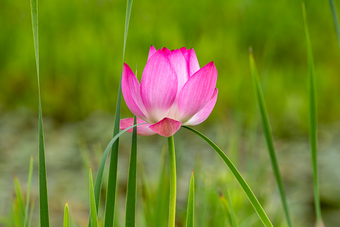 Beauty;Biophilic;Bloom;Blossom;Blossoms;Botanical;Botanicals;Calm;Close-up;Concepts;Flora;Flower;Floweret;Flowering;Flowers;Flowers & Plants;Healing;Health care;Healthcare;Macro;Meditation;Minimalism;Natural;Nature;Oneness;Pastoral;Petal;Pink;Plant;Stem;Tranquility;Water;Waterscape;aquatic;bloom;calming;delicate;eco;flora;flora detail;floral;flower;fresh;garden;green;lake;lotus;lotus flower;marsh;ornamental;peaceful;pink lotus;plants;pond;purity;reed;restful;restorative;serene;soft bokeh;soothing;summer;tranquil;wetland;zen