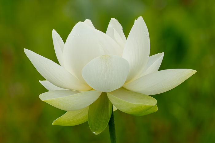 Beauty;Biophilic;Bloom;Blossom;Botanical;Buddhism;Calm;Dew;Flora;Flower;Flowers;Healing;Health care;Healthcare;Hinduism;Macro;Meditation;Natural;Nature;Pastel;Petal;Soft;Stem;Water;White;aquatic;calming;closeup;droplet;elegant;flower;garden;green;green background;lotus;lotus flower;minimal;peaceful;petals;plants;purity;purity symbol;religion;restful;restorative;serene;serenity;soothing;spa;spiritual;symbol;tranquil;white flower;white lotus;zen
