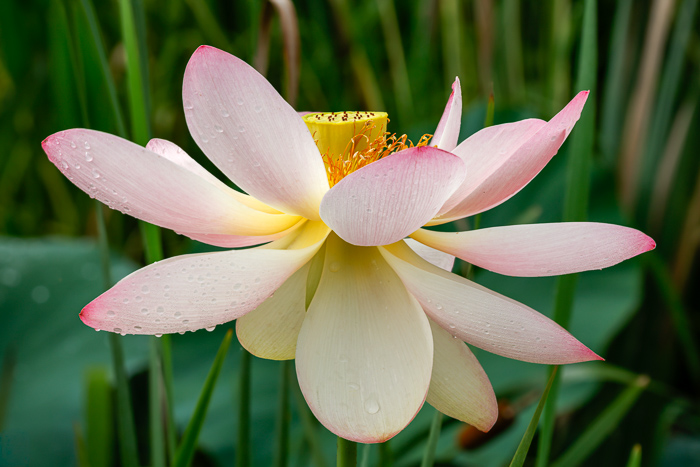 Beauty;Biophilic;Bloom;Blossom;Botanical;Calm;Close-up;Dew;Flora;Floral;Flower;Flowers;Healing;Health care;Healthcare;Macro;Meditation;Natural;Nature;Petal;Pink;Plant;Reeds;Seed Pod;Soft;Stamen;Water;aquatic;botany;calming;closeup;droplet;elegant;flower;fresh;garden;gentle;green;lotus;ornamental;peaceful;pink petals;plants;pond;purity;restful;restorative;serene;soothing;summer;symbol;tranquil;wildlife habitat;zen