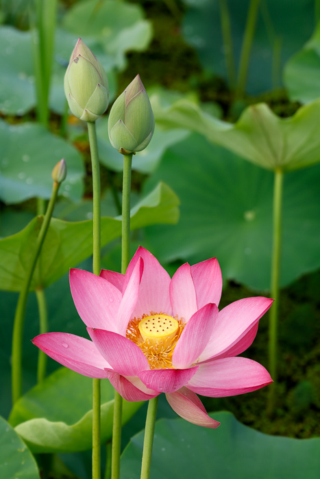 Beauty;Biophilic;Bloom;Blossom;Blossoms;Botanical;Botanicals;Bud;Calm;Close-up;Concepts;Cool Colors;Cool Palette;Cool Tones;Flora;Flower;Floweret;Flowering;Flowers;Flowers & Plants;Green;Greens;Healing;Health care;Healthcare;Leaf;Leaves;Macro;Meditation;Minimalism;Natural;Nature;North Carolina;Oneness;Pastoral;Petal;Pink;Plant;Stem;Tranquility;United States;Water;Water Lotus;Waterscape;aquatic;bloom;calming;color;delicate;eco;flora;flora detail;floral;flower;foliage;fresh;garden;green;lake;lotus;lotus flower;marsh;ornamental;peaceful;pink lotus;plants;pond;purity;reed;restful;restorative;serene;soft bokeh;soothing;summer;tranquil;wetland;zen