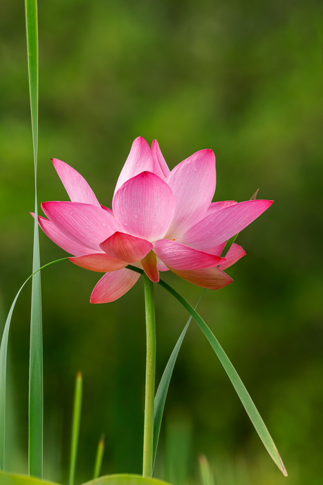 Beauty;Biophilic;Bloom;Blossom;Blossoms;Botanical;Botanicals;Calm;Close-up;Concepts;Flora;Flower;Floweret;Flowering;Flowers;Flowers & Plants;Healing;Health care;Healthcare;Macro;Meditation;Minimalism;Natural;Nature;North Carolina;Oneness;Pastoral;Petal;Pink;Plant;Stem;Tranquility;United States;Water;Water Lotus;Waterscape;aquatic;bloom;calming;delicate;eco;flora;flora detail;floral;flower;fresh;garden;green;lake;lotus;lotus flower;marsh;ornamental;peaceful;pink lotus;plants;pond;purity;reed;restful;restorative;serene;soft bokeh;soothing;summer;tranquil;wetland;zen