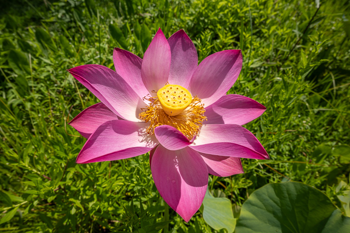 Beauty;Biophilic;Bloom;Blossom;Blossoms;Botanical;Botanicals;Calm;Close-up;Concepts;Flora;Flower;Floweret;Flowering;Flowers;Flowers & Plants;Healing;Health care;Healthcare;Macro;Meditation;Minimalism;Natural;Nature;North Carolina;Oneness;Pastoral;Petal;Pink;Plant;Stem;Tranquility;United States;Water;Water Lotus;Waterscape;aquatic;bloom;calming;delicate;eco;flora;flora detail;floral;flower;fresh;garden;green;lake;lotus;lotus flower;marsh;ornamental;peaceful;pink lotus;plants;pond;purity;reed;restful;restorative;serene;soft bokeh;soothing;summer;tranquil;wetland;zen
