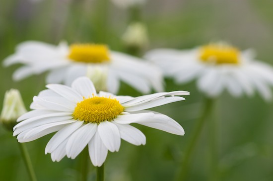 Bloom;Blossom;Blossoms;Daisies;Floret;Flower;Floweret;Flowering;Flowers;Petal;Petals;Pistel;Stamen;White;Yellow;Green