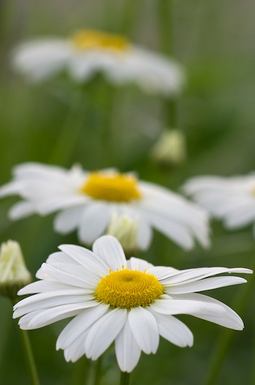 Bloom;Blossom;Blossoms;Daisies;Floret;Flower;Floweret;Flowering;Flowers;Petal;Petals;Pistel;Stamen;White;Yellow;Green