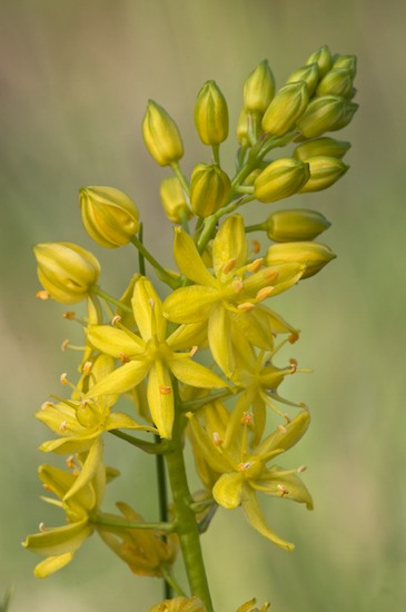Bloom;Blossom;Blossoms;Cedar Glade;Flat Rock;Floret;Flower;Floweret;Flowering;Flowers;Nature Conservancy;Petal;Petals;Pistel;Schoenolirion croceum;Stamen;Tennessee;Yellow;Yellow Sunnybell