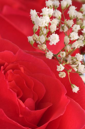 Abstract;Abstractions;Bloom;Blossom;Blossoms;Floret;Flower;Floweret;Flowers;Patterns;Petal;Petals;Pistel;Shapes;Stamen;Textures