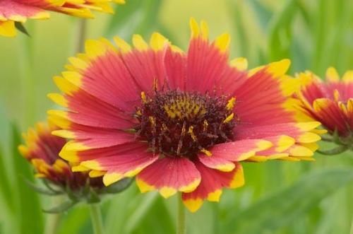 Gold;Stamen;Close-up;Floweret;Flowering;Flowers;Green;Red;Blossom;Floret;Flower;Bloom;Petal;Pistel;Blossoms;Yellow;Petals