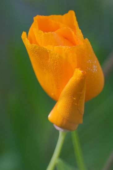 Bloom;Blossom;Blossoms;Dew;Floret;Flower;Floweret;Flowering;Flowers;Orange;Petal;Petals;Pistel;Plants;Stamen