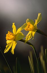 Sunlight;Sun;Beams;Sunbeam;Rays;Light;Luminance;Illuminate;Flower;Blooming;Blossom;Bloom;Plants;Flowering;Botanical;Nature;Petal;Garden;Colorful;Outdoor;Vegetation;Natural;Floral;Herb;Flowers;Stamen;Pistil;Stem;Abstract;Abstractions;Patterns;Shapes;Textures;Vertical;Scenic View;Scenics