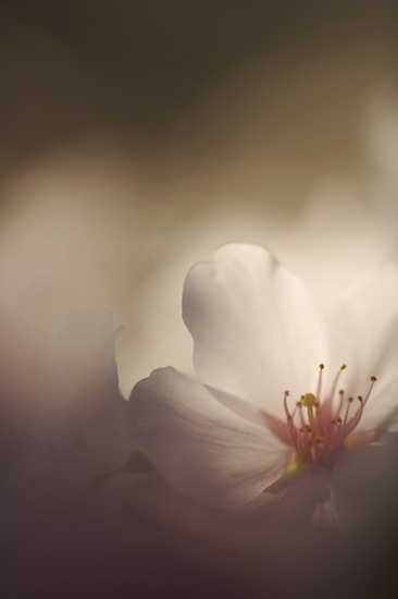 Abstract;Abstractions;Bloom;Blossom;Blossoms;Floret;Flower;Floweret;Flowering;Flowers;Patterns;Petal;Petals;Pink;Pistil;Shapes;Spring;Stamen;Textures;White
