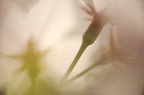 Abstract;Abstractions;Bloom;Blossom;Blossoms;Floret;Flower;Floweret;Flowering;Flowers;Patterns;Petal;Petals;Pink;Pistel;Shapes;Spring;Stamen;Textures;White