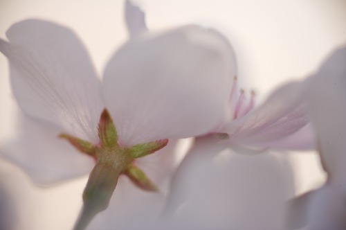 Abstract;Abstractions;Bloom;Blossom;Blossoms;Floret;Flower;Floweret;Flowering;Flowers;Patterns;Petal;Petals;Pink;Pistel;Shapes;Spring;Stamen;Textures;White