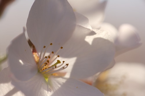 Abstract;Abstractions;Bloom;Blossom;Blossoms;Floret;Flower;Floweret;Flowering;Flowers;Patterns;Petal;Petals;Pink;Pistel;Shapes;Spring;Stamen;Textures;White