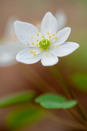 Black and White;Bloom;Blossom;Blossoms;Brown;Floret;Floweret;Flowering;Flowers;Petal;Petals;Pistil;Seasons;Spring;Springtime;Stamen;Warm Colors;Warm Palette;Warm Tones;Yellow;bloom;color;flora;floral;flower;green;plants;sepia;yellow