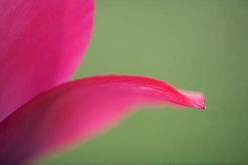 Patterns;Floweret;pink;Blossom;Stamen;Petals;red;Textures;Abstractions;Bloom;Floret;Petal;Shapes;Pistil;Flowering;Abstract;Flowers;Flower;Spring;tulips;green;close up;Blossoms