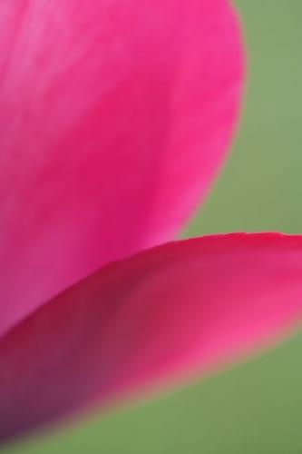 Stamen;Textures;Floweret;Petal;Shapes;Floret;Bloom;tulips;pink;Flowering;Flowers;close up;Pistil;Patterns;Petals;Blossom;Abstractions;green;red;Blossoms;Flower;Abstract;Spring