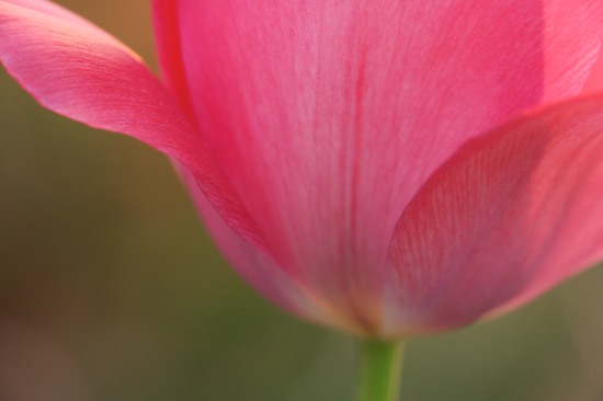 Abstract;Abstractions;Bloom;Blossom;Blossoms;close up;Floret;Flower;Floweret;Flowering;Flowers;green;Patterns;Petal;Petals;pink;Pistil;red;Shapes;Spring;Stamen;Textures;tulips