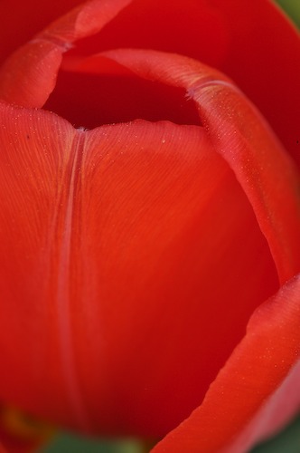 Abstract;Abstractions;Bloom;Blossom;Blossoms;close up;Floret;Flower;Floweret;Flowering;Flowers;green;Patterns;Petal;Petals;pink;Pistel;red;Shapes;Spring;Stamen;Textures;tulips