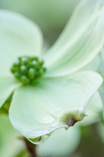 Bloom;Blossom;Blossoms;Branches;Calm;Close-up;Dew;Drops;Floret;Floweret;Flowering;Flowers;Healing;Health care;Healthcare;Herbaceous;Petal;Petals;Pistil;Plant;Seasons;Spring;Springtime;Stamen;Tree;Weather;White;bark;bloom;branch;color;flora;floral;flower;green;peaceful;plants;rain;restful;serene;soothing;tranquil;tree trunk;trees;trunk