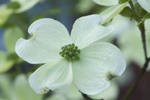 Trunk;White;Branches;Stamen;Dew;Bloom;Spring;Bark;Flowering;Flowers;Branch;Blossoms;Plant;Flower;Herbaceous;Trees;Floret;Blossom;Green;Petal;Tree;Pistil;Floweret;Petals;Tree Trunk
