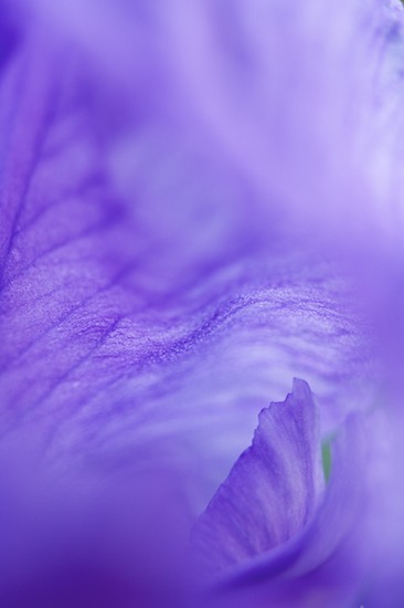 Abstract;Abstractions;Antenna;bearded;beetle;Bloom;Blossom;Blossoms;Boxelder Bug;bug;close up;Floret;Flower;Floweret;Flowering;Flowers;Green;Insect;iris;Patterns;Petal;Petals;Pistil;Purple;Shapes;Stamen;Textures;vein