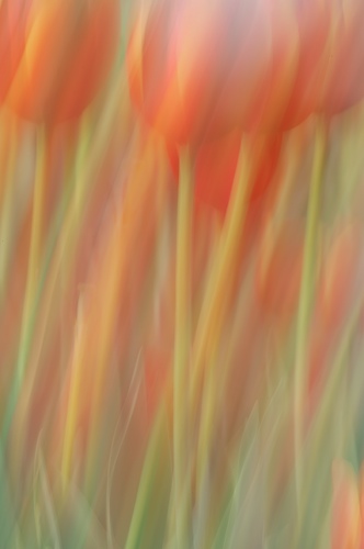 Abstract;Abstractions;Bloom;Blossom;Blossoms;Floret;Flower;Floweret;Flowering;Flowers;Green;Patterns;Petal;Petals;Pistel;Red;Shapes;Spring;Stamen;Textures;White;Yellow