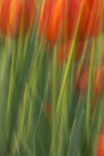Abstract;Abstractions;Bloom;Blossom;Blossoms;Floret;Flower;Floweret;Flowering;Flowers;Green;leaves;Patterns;Petal;Petals;Pistel;Red;Shapes;Spring;stalks;Stamen;stems;Textures;White;Yellow