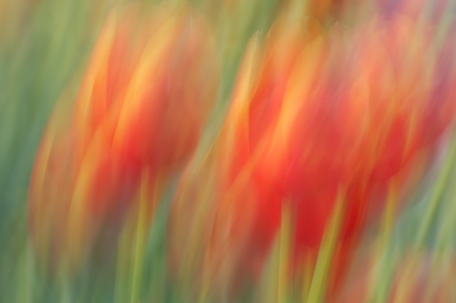 Abstract;Abstractions;Bloom;Blossom;Blossoms;Floret;Flower;Floweret;Flowering;Flowers;Green;orange;Patterns;Petal;Petals;Pistel;Red;Shapes;Spring;Stamen;Textures;White;Yellow