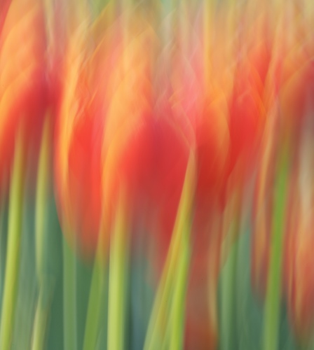 Abstract;Abstractions;Bloom;Blossom;Blossoms;Floret;Flower;Floweret;Flowering;Flowers;Green;Orange;Patterns;Petal;Petals;Pistel;Red;Shapes;Spring;Stamen;Textures;White;Yellow