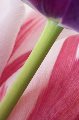 Purple;Floret;Red;Flowering;Petal;Flower;Stem;Petals;Floweret;close up;Green;Pistil;Bloom;Blossoms;Stamen;Blossom;Close-up;Abstract;variegated;White;Yellow;Flowers;Spring;Shapes;Abstractions;Patterns;Textures