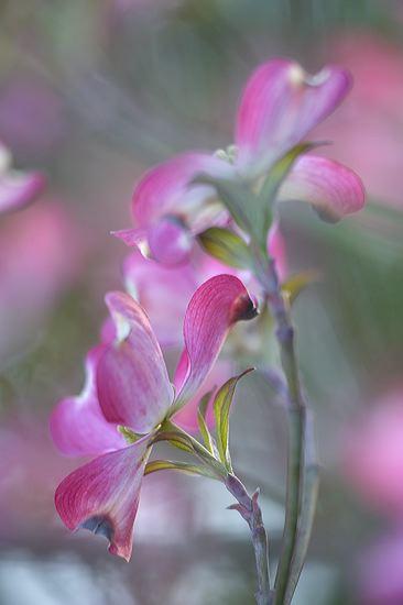 Flower;Flowers;Bloom;Blossom;Blossoms;Petal;Petals;Pistel;Stamen;Floweret;Floret;pink;dogwood