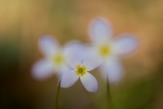 Bloom;Blossom;Blossoms;Fiery Gizzard;Floret;Flower;Floweret;Flowering;Flowers;Petal;Petals;Pistel;Pistil;Stamen