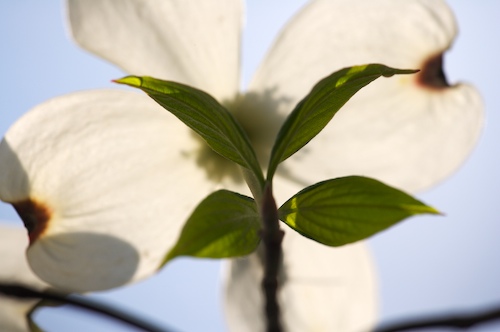 Bloom;Blossom;Blossoms;Floret;Flower;Floweret;Flowering;Flowers;Green;Petal;Petals;Pistel;Stamen;White